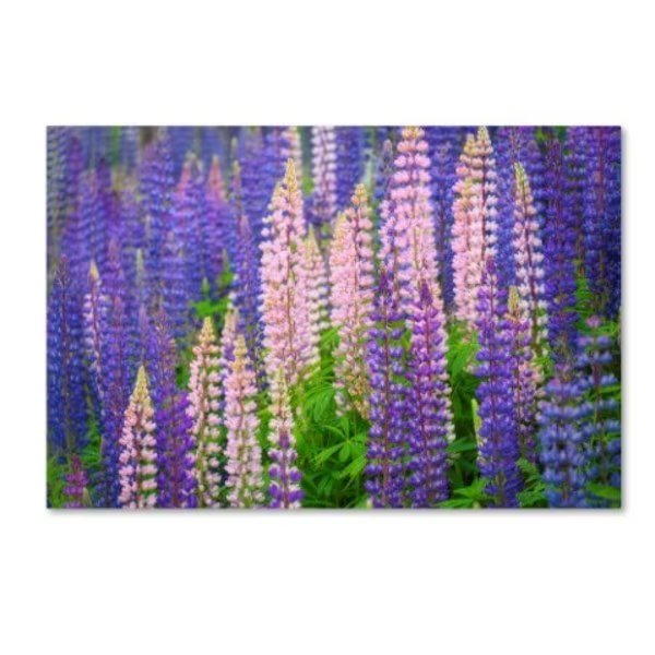Cora Niele 'Lupine Flowers' Canvas Art, 12x19, Trademark Fine Art, Mfr#: ALI16422-C1219GG